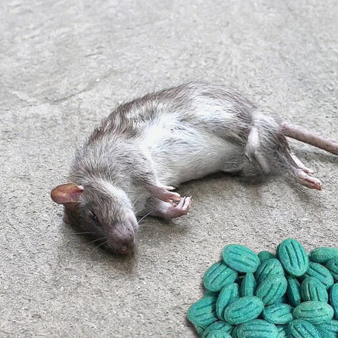 🎁Limited-time offer: Buy two, get one free High-Potency Rodent Bait✨